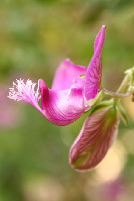 PurpleFlower © J Horak-Druiff 2010