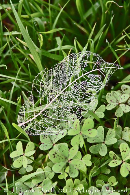 LeafSkeleton © J Horak-Druiff 2011