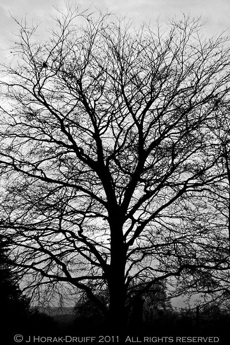 Winter tree © J Horak-Druiff 2011