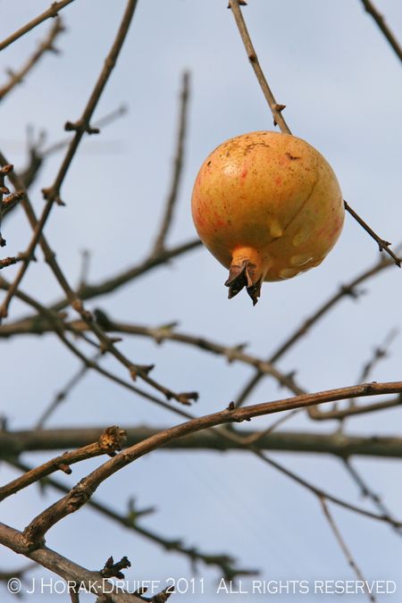 Pomegranate © J Horak-Druiff 2011