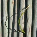 Saturday Snapshots #126