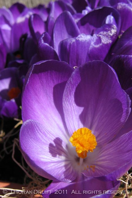 PurpleCrocuses © J Horak-Druiff 2011