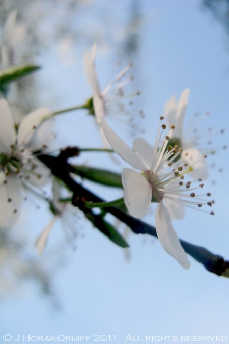 Blossoms © J Horak-Druiff 2011