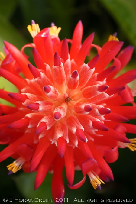 Bromeliad © J Horak-Druiff 2011