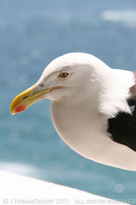 Seagull © J Horak-Druiff 2011
