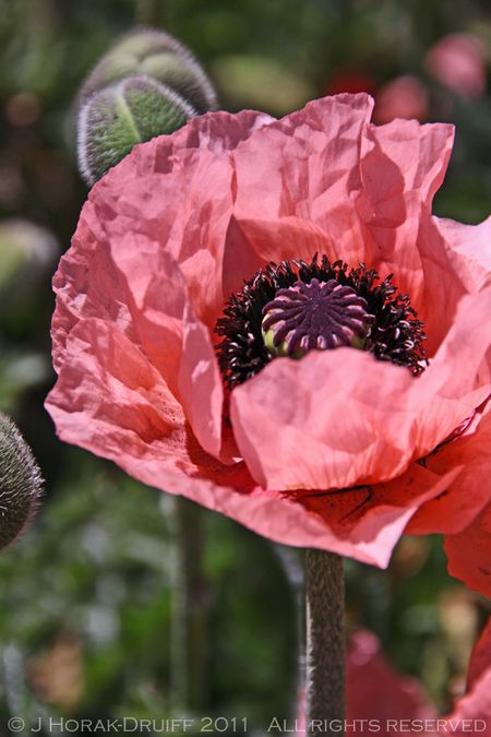 Pinkpoppy © J Horak-Druiff 2011