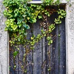 DerelictDoorWithIvy © J Horak-Druiff 2011