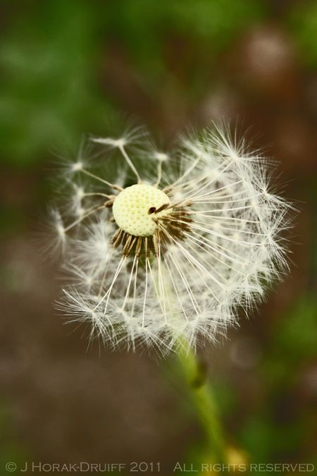 Dandelion © J Horak-Druiff 2011