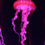 Jellyfish © J Horak-Druiff 2011