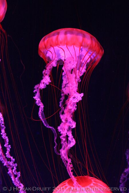 Jellyfish © J Horak-Druiff 2011