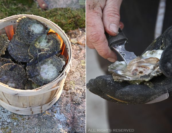SwedenOysters