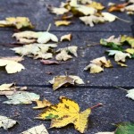 Saturday Snapshots #168