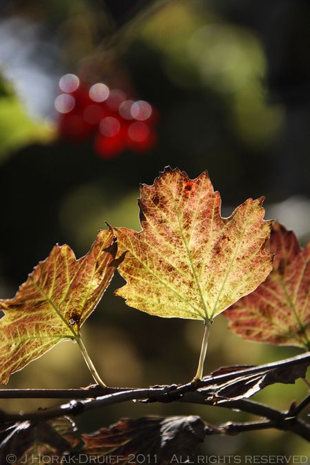 AutumnLeavesSouthKoster © J Horak-Druiff 2011