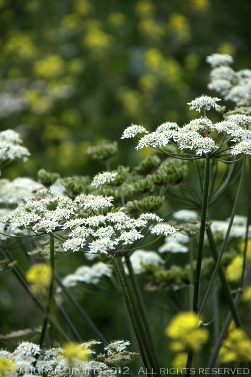 LincolnshireWildflowers © J Horak-Druiff 2012