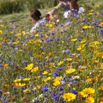 London Olympic park flowers © J Horak-Druiff 2012