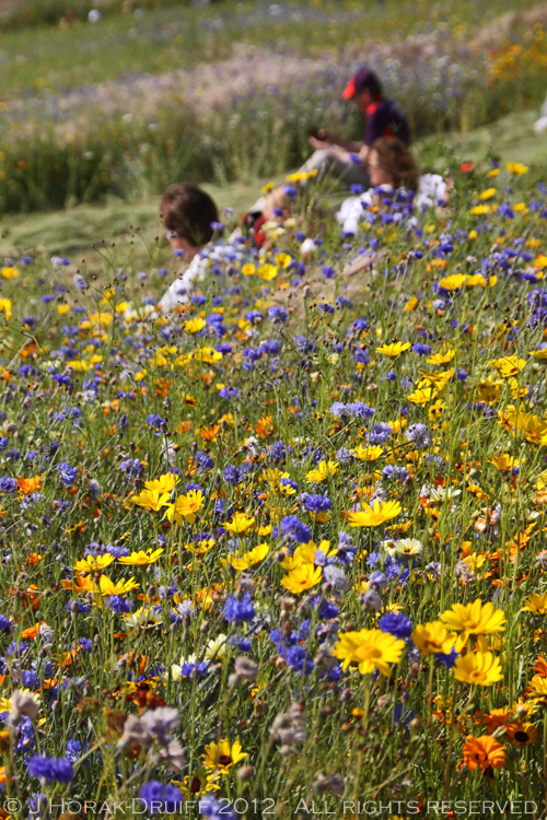 London Olympic park flowers © J Horak-Druiff 2012