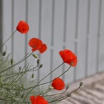 Menerbes poppies © J Horak-Druiff 2012