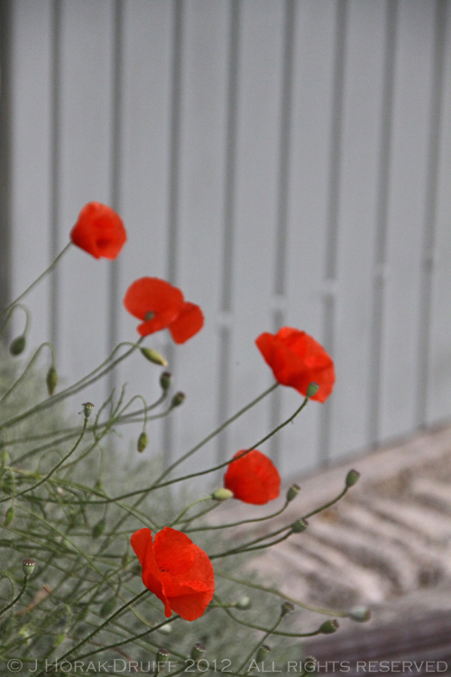 Menerbes poppies © J Horak-Druiff 2012