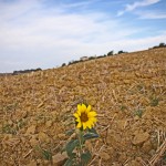 Saturday snapshot Gascony sunflower © J Horak-Druiff 2012