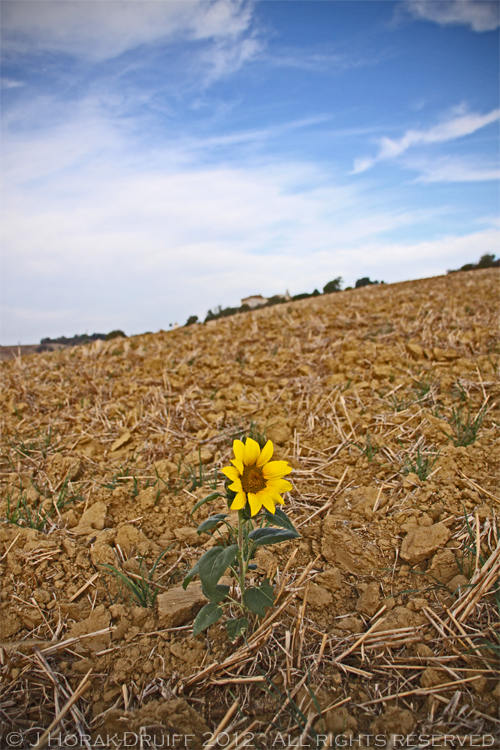 Saturday snapshot Gascony sunflower © J Horak-Druiff 2012