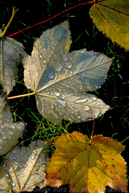 Saturday Snapshot dewy leaf © J Horak-Druiff 2012