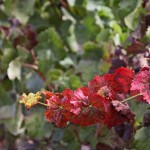 Alentejo red vine © J Horak-Druiff 2012