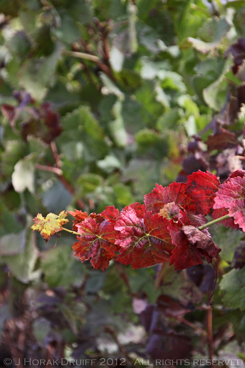 Alentejo red vine © J Horak-Druiff 2012