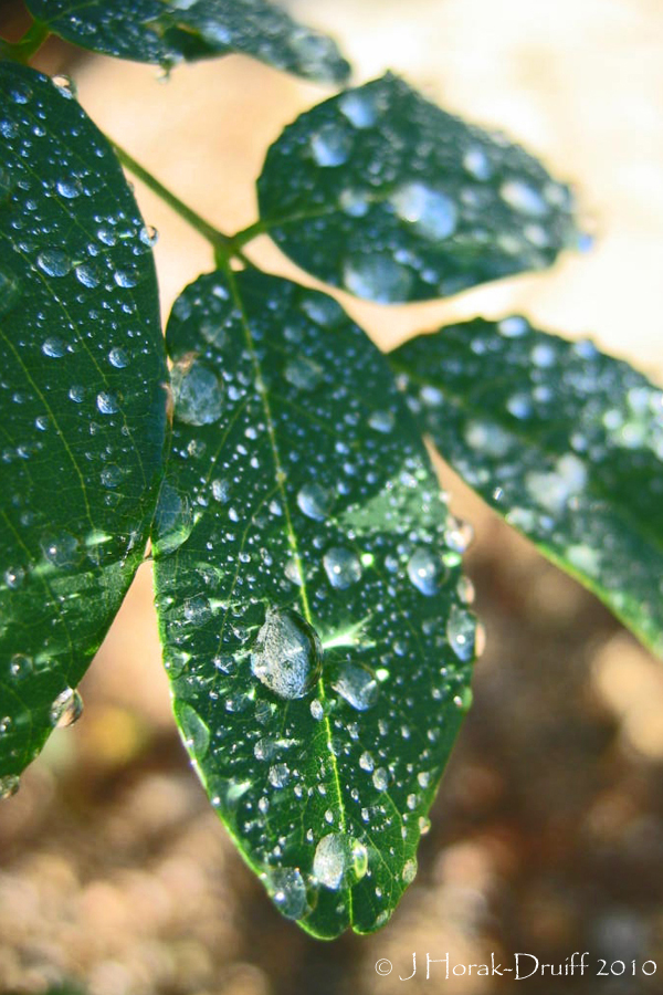 After the rain © J Horak-Druiff 2010