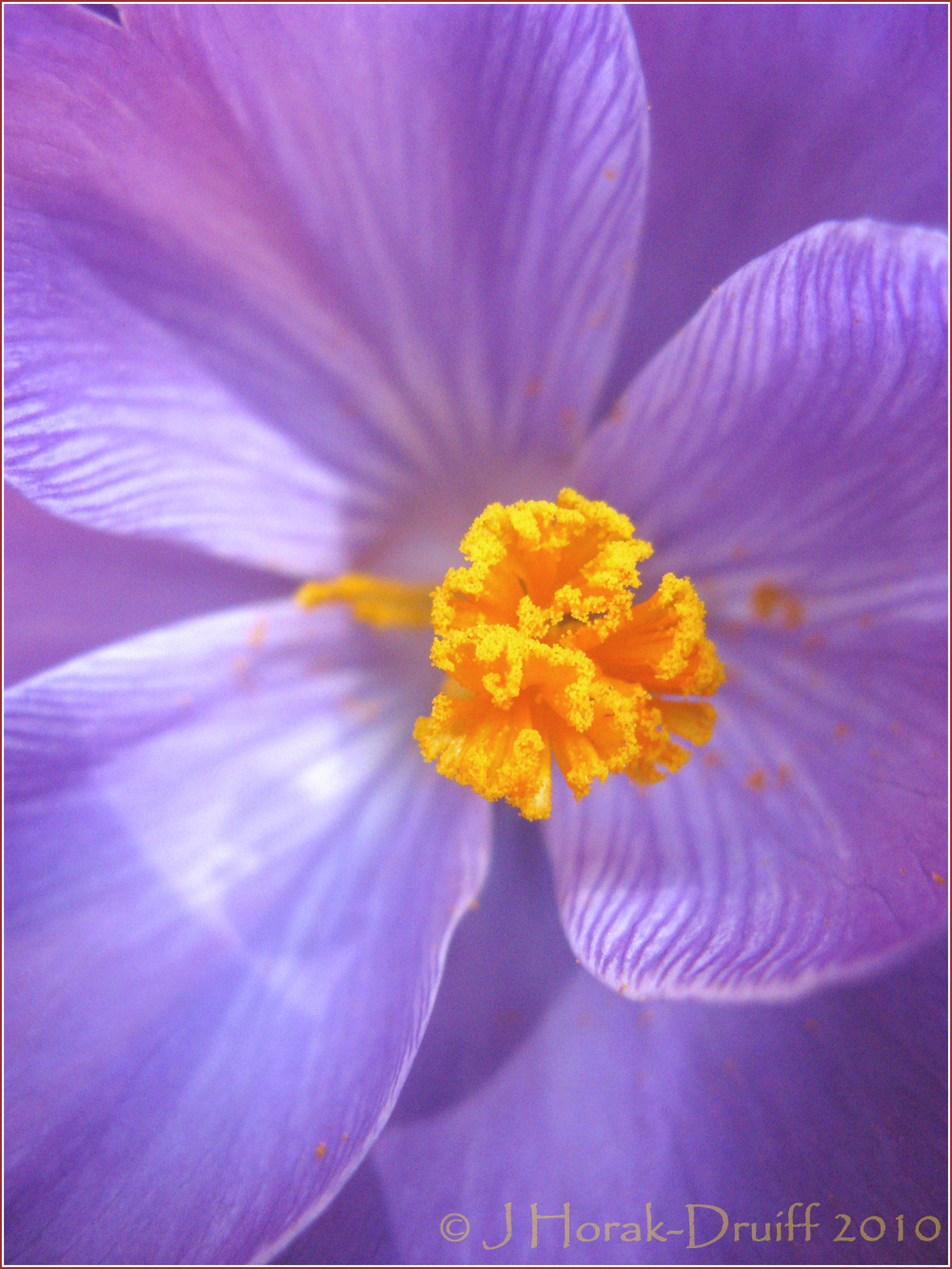 Crocus stamen © J Horak-Druiff 2010