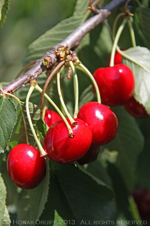 Vaucluse cherries © J Horak-Druiff 2013