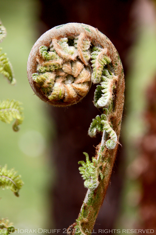 Fern leaf © J Horak-Druiff 2013