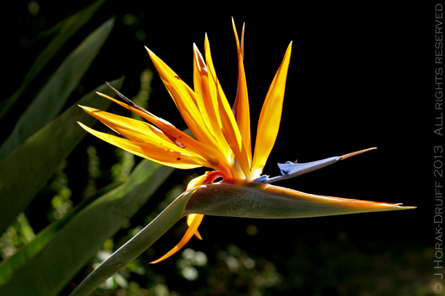 Strelitzia flower © J Horak-Druiff 2013