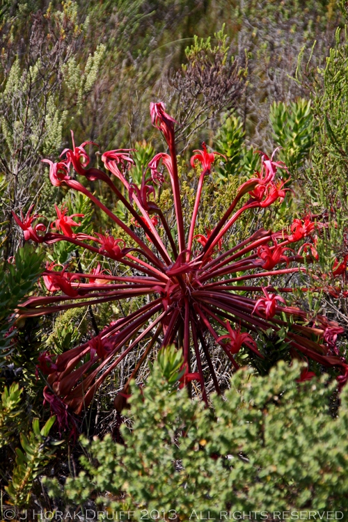 GrootbosCandelabraFlower © J Horak-Druiff 2013