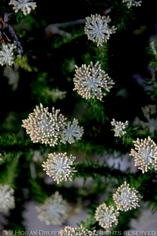 GrootbosCauliflowerBush © J Horak-Druiff 2013