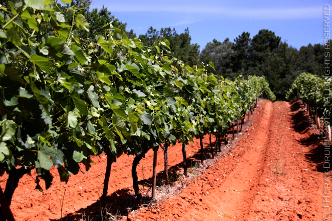 TerraventouxRedVineyard © J Horak-Druiff 2013