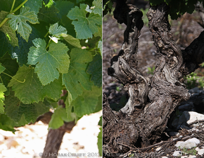 TerraventouxVinesDiptych © J Horak-Druiff 2013