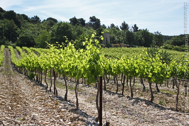 TerraventouxVineyard © J Horak-Druiff 2013