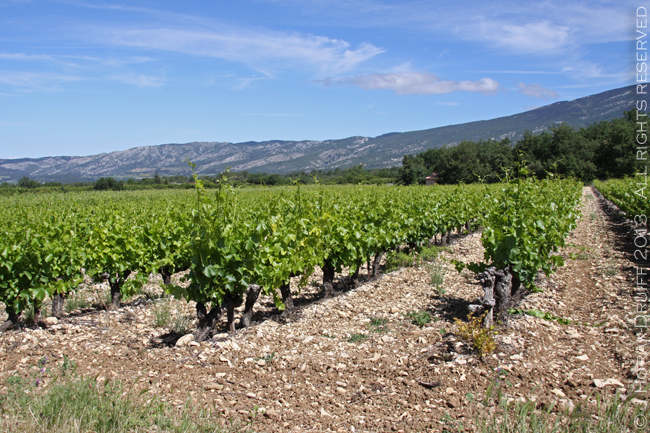 TerraventouxVineyards2 © J Horak-Druiff 2013