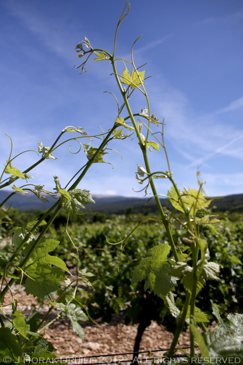 TerraVentouxYoungVines © J Horak-Druiff 2013