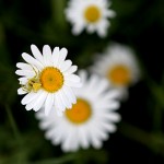 Saturday Snapshots #251
