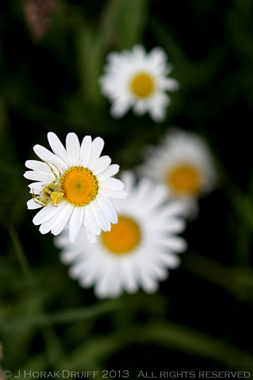 Daisy © J Horak-Druiff 2013