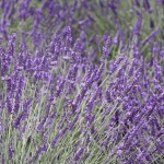 Lavender © J Horak-Druiff 2011