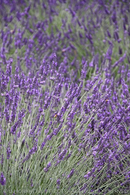 Lavender © J Horak-Druiff 2011