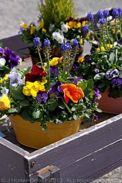 PlateToPageIrelandMarketFlowers © J Horak-Druiff 2013