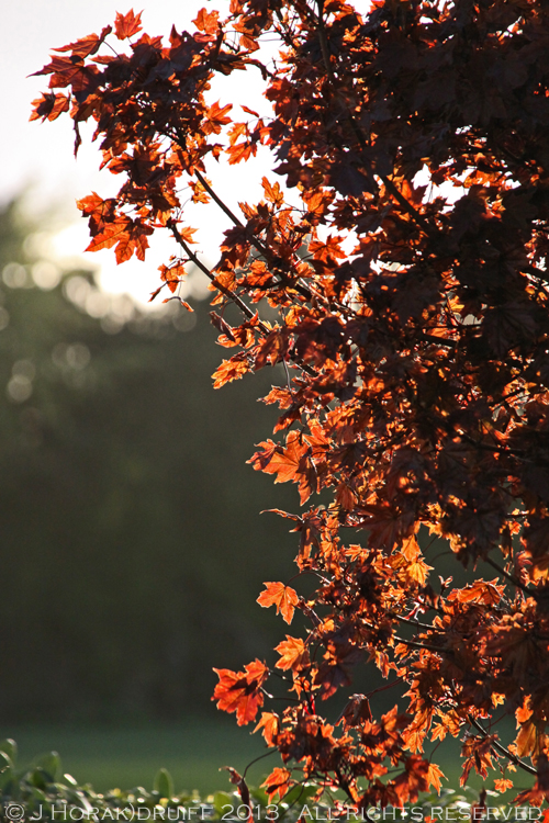 PlateToPageIrelandRedLeaves © J Horak-Druiff 2013