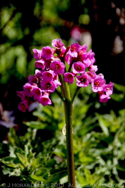 PlateToPageIrelandSatFlowers © J Horak-Druiff 2013