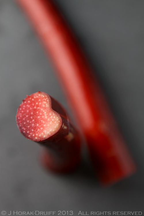 Rhubarb © J Horak-Druiff 2013