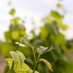 MuscadetVines © J Horak-Druiff 2013