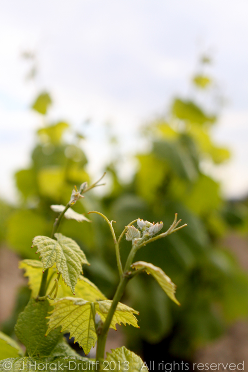 MuscadetVines © J Horak-Druiff 2013