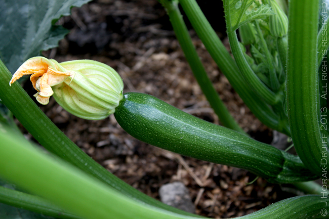 ZucchiniFlowers1 © J Horak-Druiff 2013